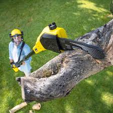 Mayo, FL Tree Removal and Landscaping Services Company